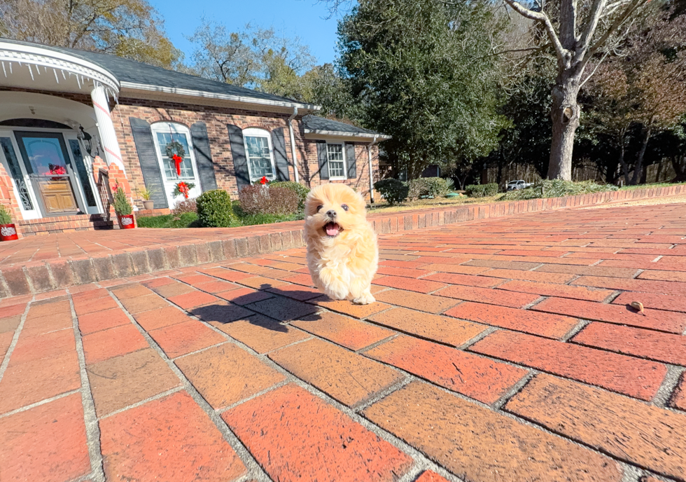 Maltipoo Pup Being Cute