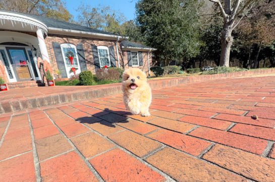 Cute Maltipoo Poodle Mix Pup