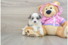 Popular Maltipoo Poodle Mix Pup