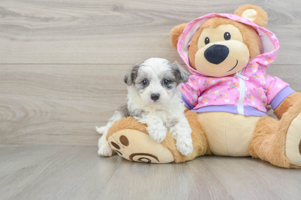 Popular Maltipoo Poodle Mix Pup