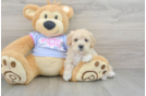 Cute Maltipoo Baby