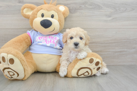 Cute Maltipoo Baby