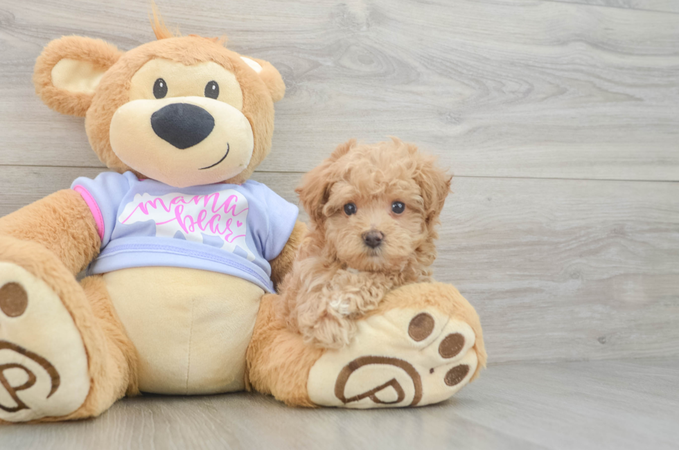 5 week old Maltipoo Puppy For Sale - Simply Southern Pups