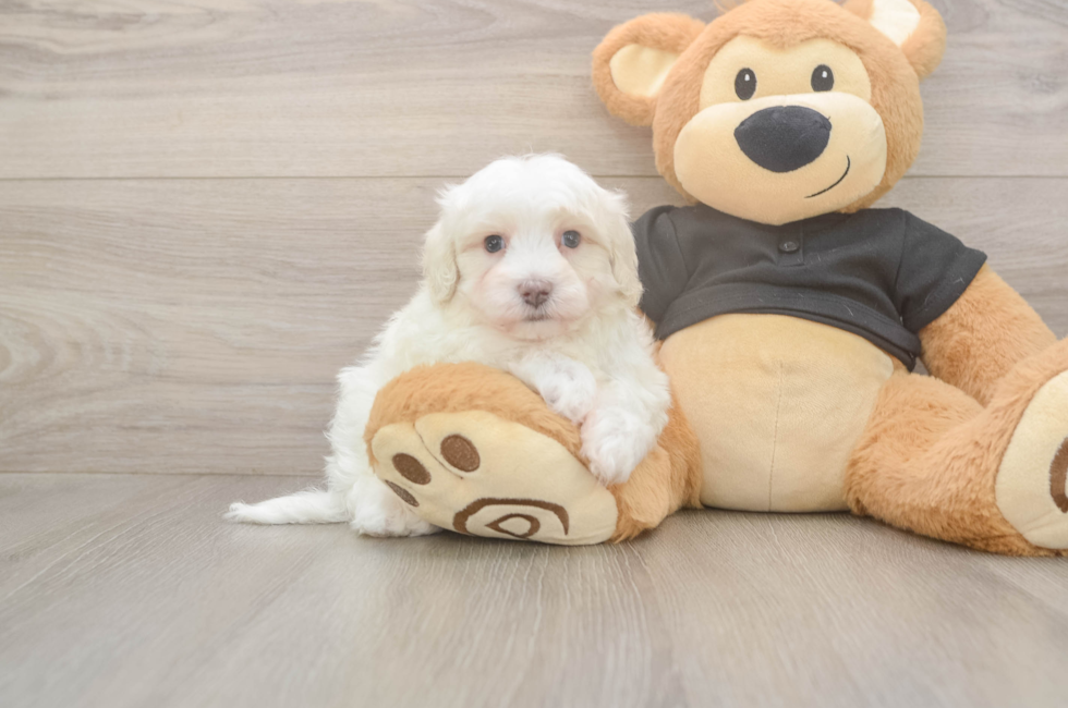 5 week old Maltipoo Puppy For Sale - Simply Southern Pups