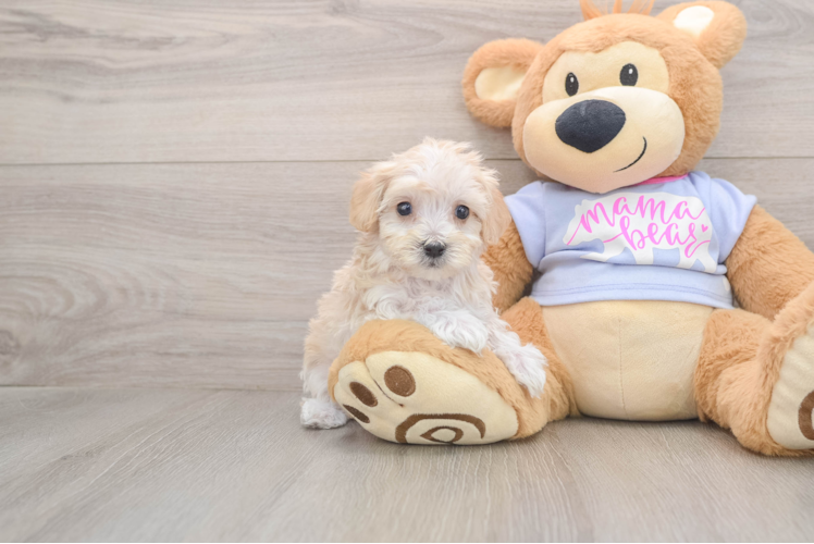 Maltipoo Pup Being Cute