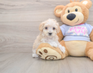 8 week old Maltipoo Puppy For Sale - Simply Southern Pups