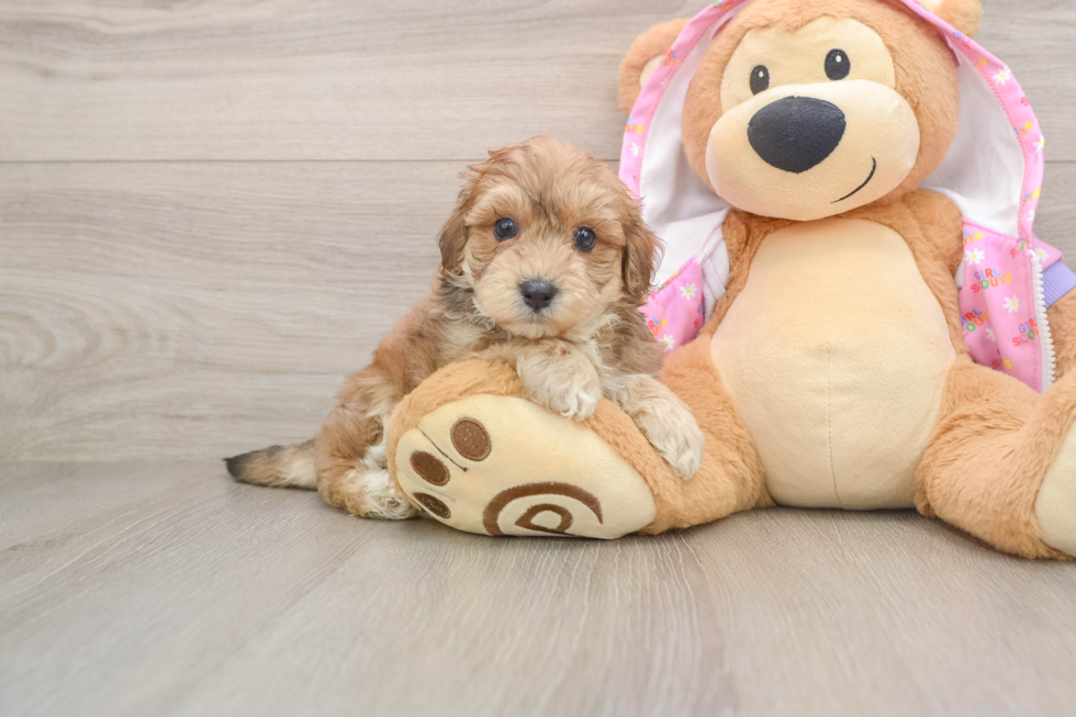 Maltipoo Puppy for Adoption