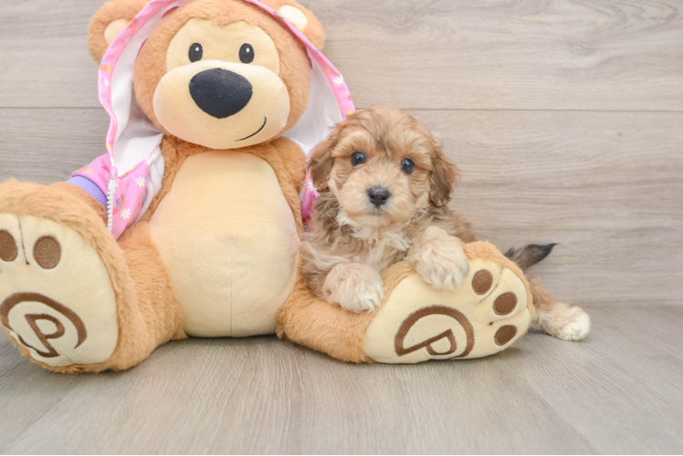 Playful Moodle Poodle Mix Puppy