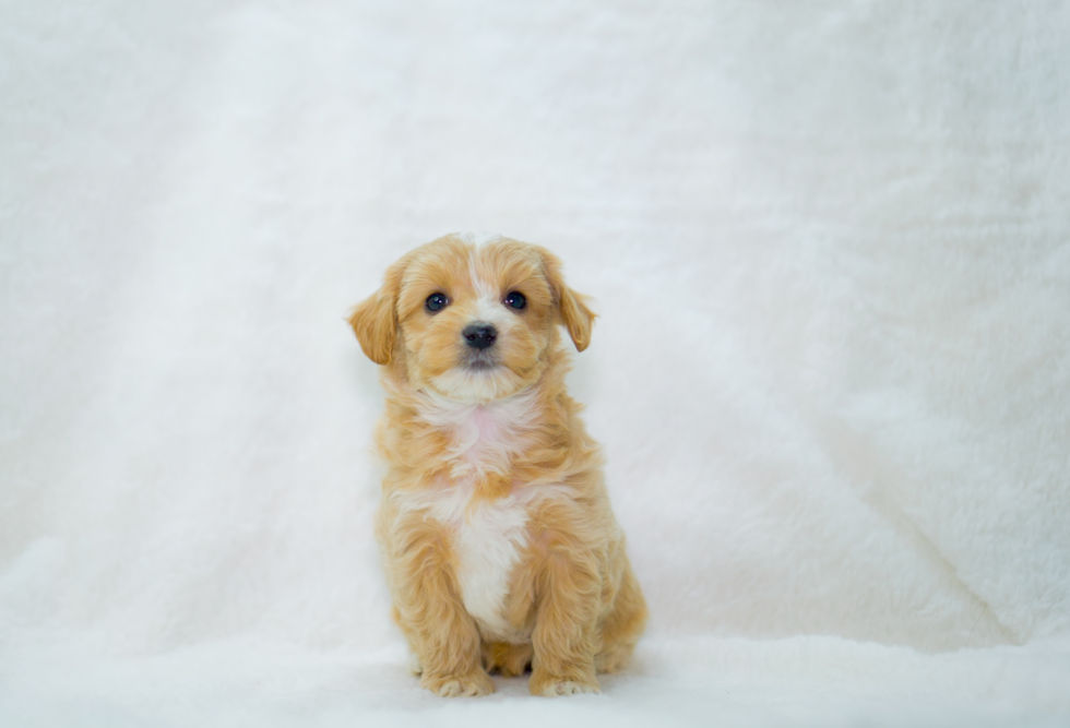 Cute Maltipoo Baby