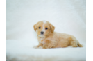 Cute Malt a Poo Poodle Mix Puppy