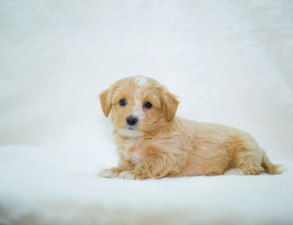 Cute Malt a Poo Poodle Mix Puppy