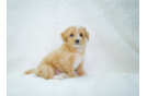 Cute Malt a Poo Poodle Mix Puppy