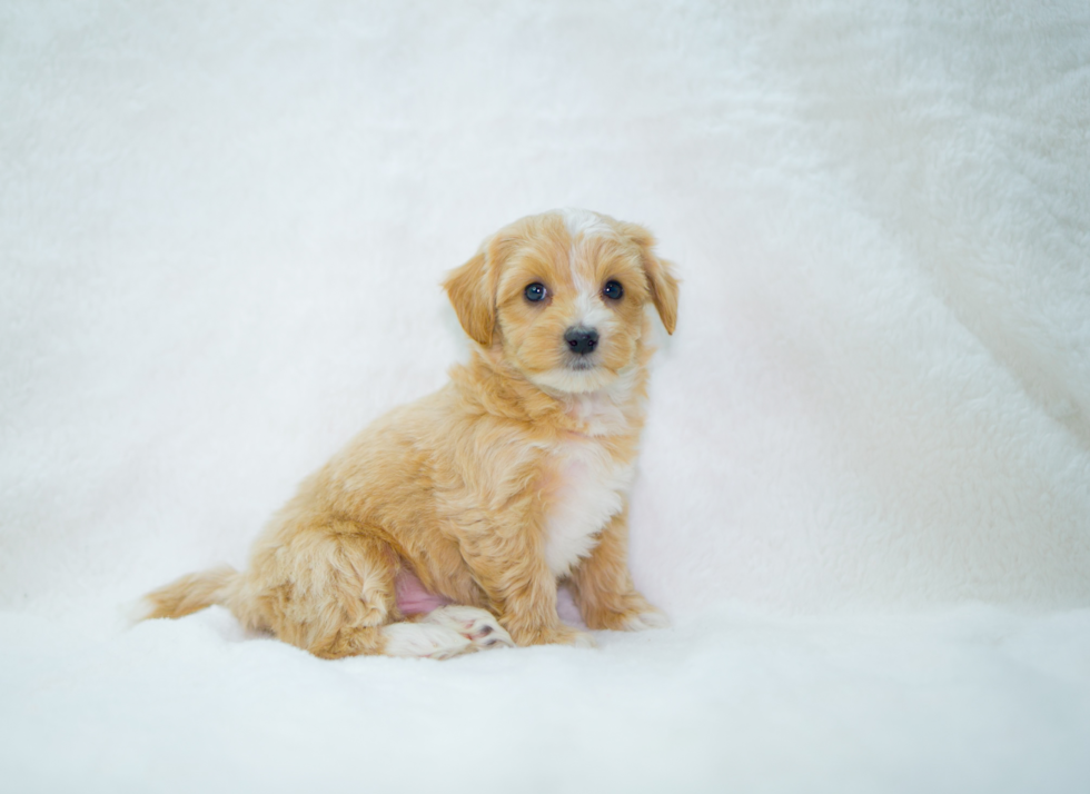 Cute Malt a Poo Poodle Mix Puppy