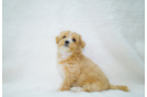 Maltipoo Puppy for Adoption