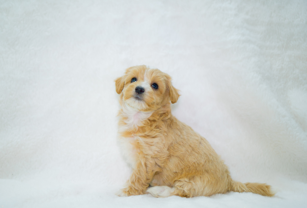 Maltipoo Puppy for Adoption