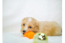 Maltipoo Pup Being Cute