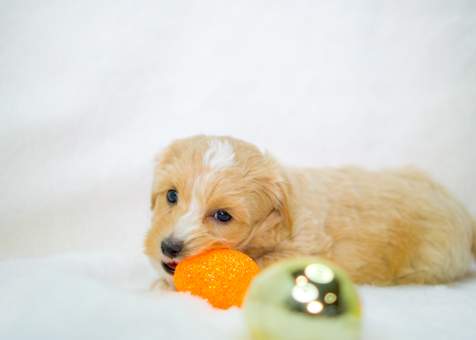 Maltipoo Pup Being Cute