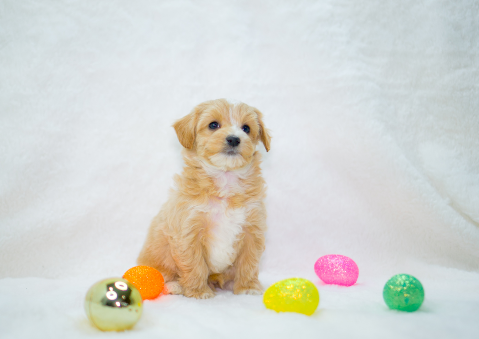 Cute Malt a Poo Poodle Mix Puppy