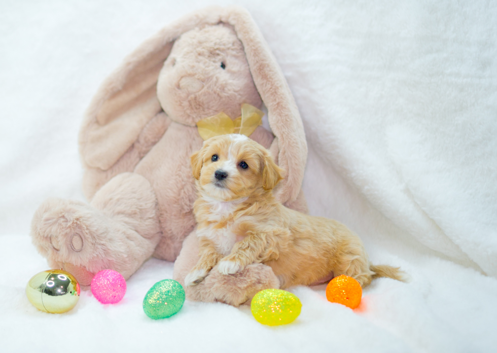 Cute Maltipoo Poodle Mix Pup