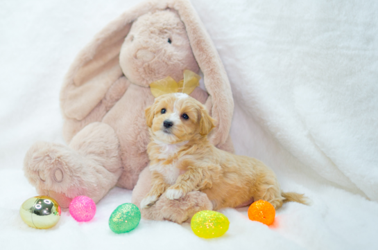 Cute Maltipoo Poodle Mix Pup