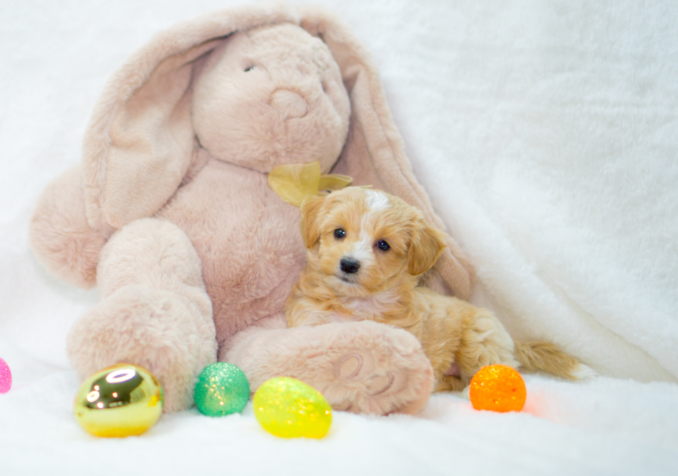 Maltipoo Pup Being Cute