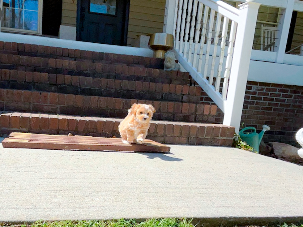 Maltipoo Puppy for Adoption
