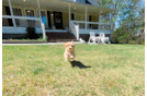 Cute Maltipoo Poodle Mix Pup