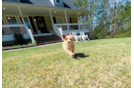 Maltipoo Puppy for Adoption