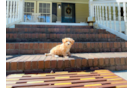 Cute Maltipoo Baby