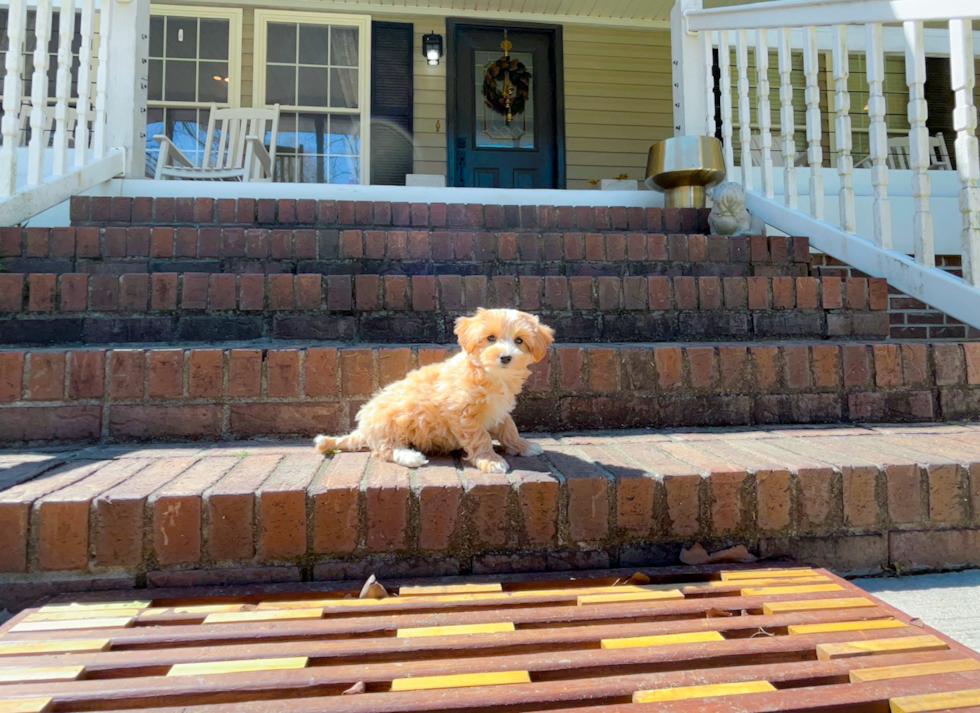 Cute Maltipoo Baby