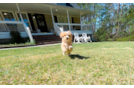 Cute Maltipoo Baby