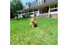 Cute Malt a Poo Poodle Mix Puppy
