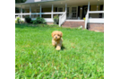 Cute Maltipoo Poodle Mix Pup