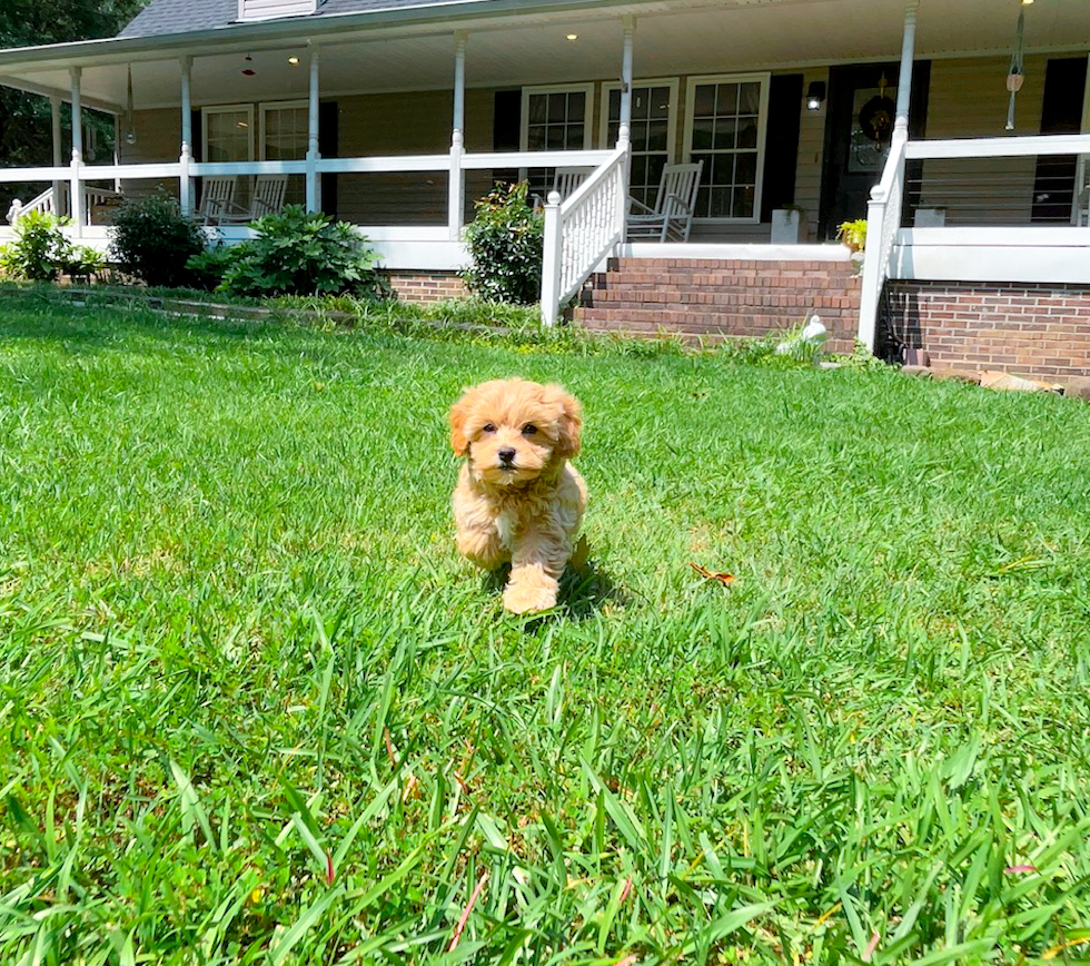 Cute Maltipoo Poodle Mix Pup