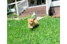 Maltipoo Pup Being Cute