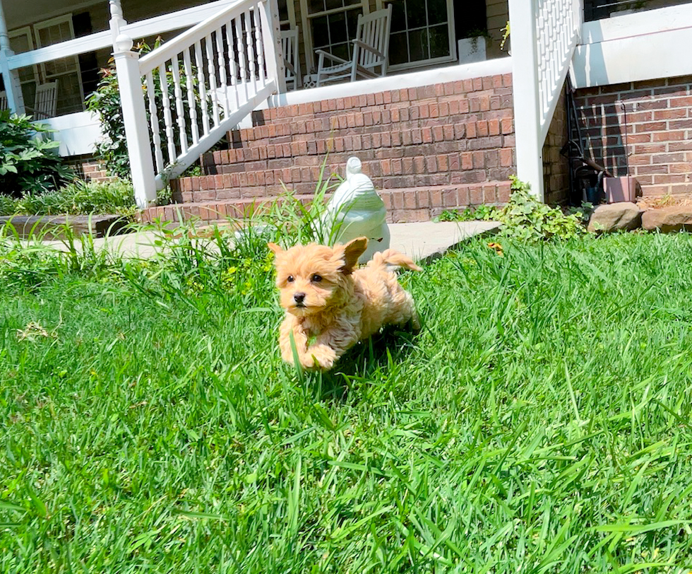 Maltipoo Pup Being Cute
