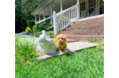 Cute Maltipoo Poodle Mix Pup