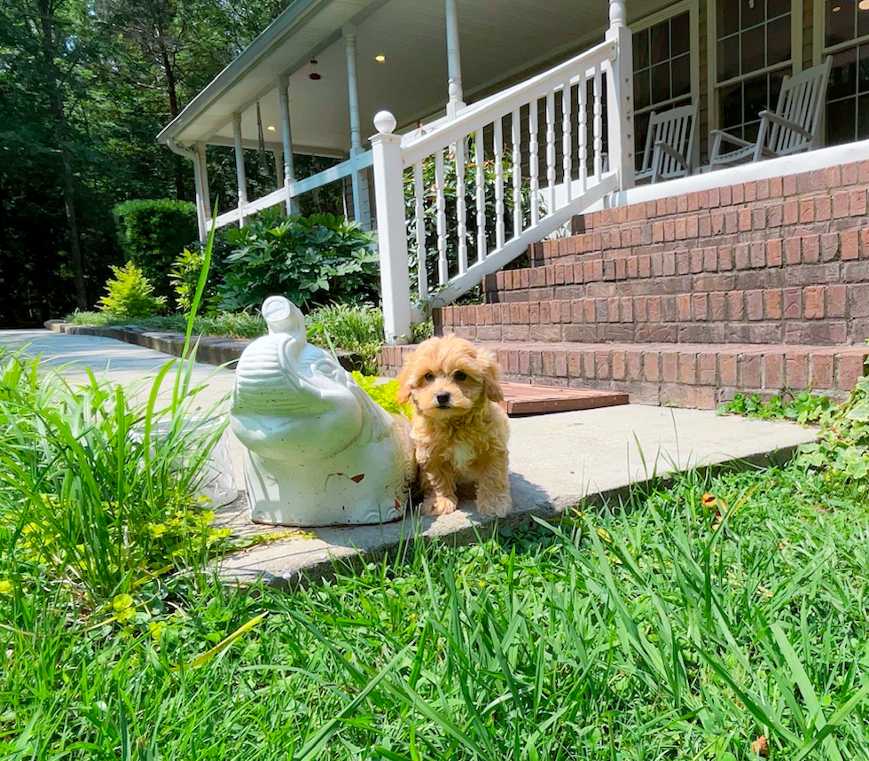 Cute Maltipoo Poodle Mix Pup