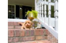 Cute Maltipoo Baby