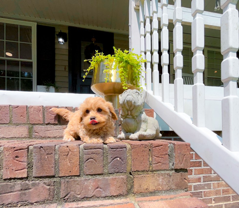 Cute Maltipoo Baby