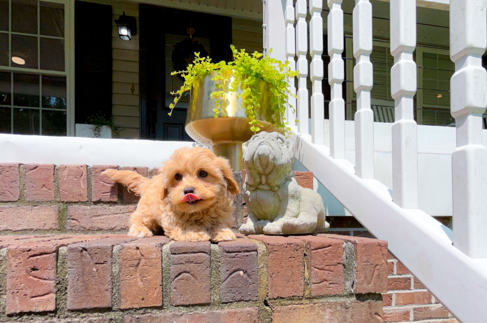 10 week old Maltipoo Puppy For Sale - Simply Southern Pups