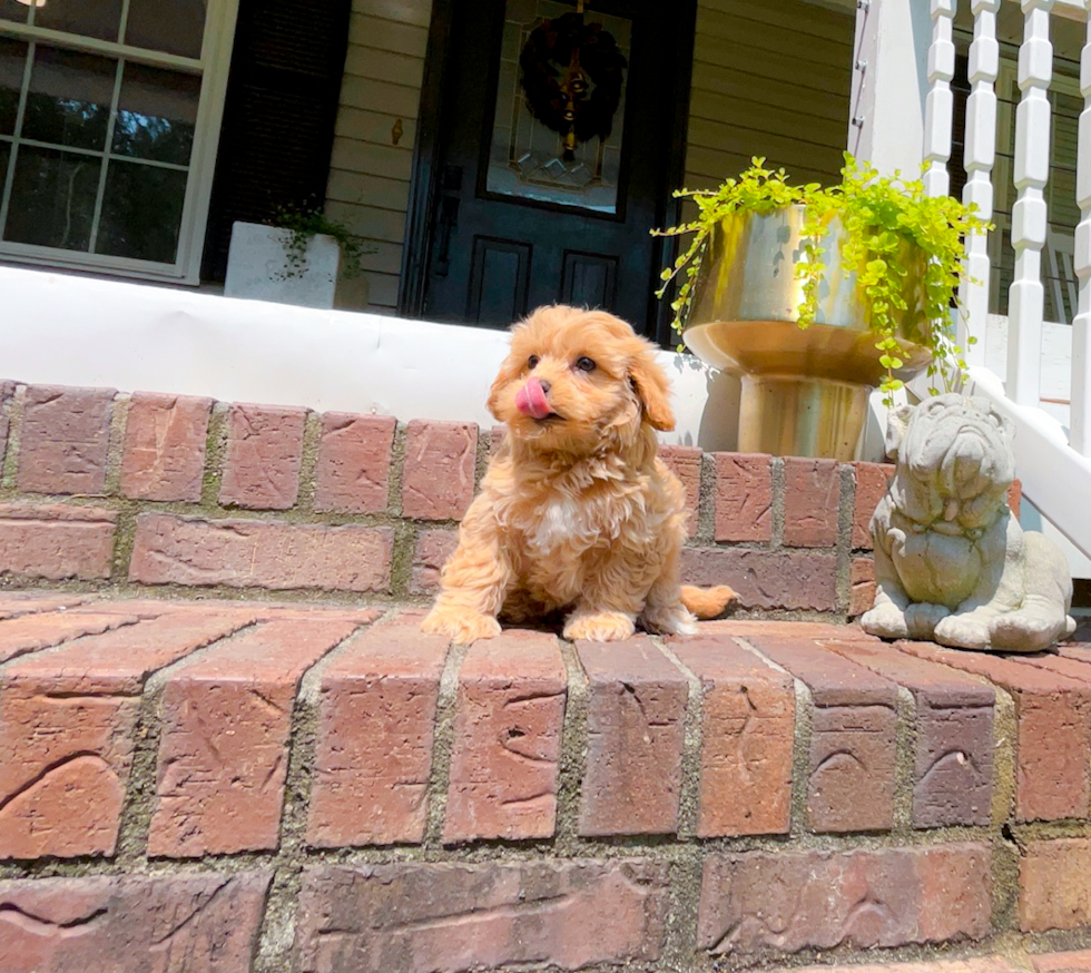 Maltipoo Puppy for Adoption