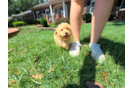 Maltipoo Puppy for Adoption