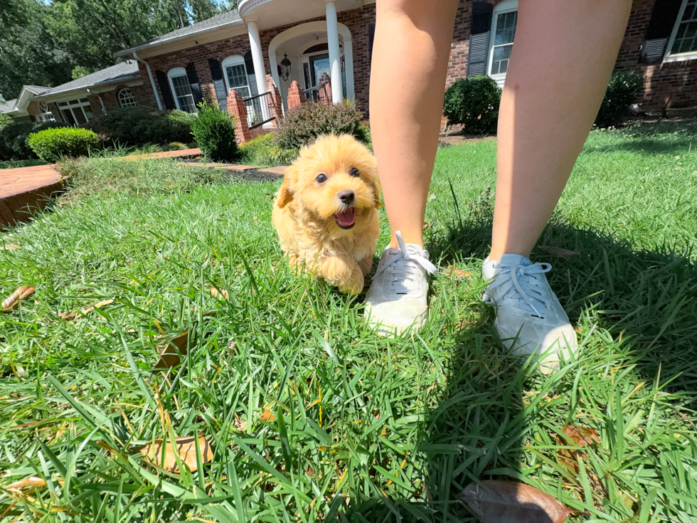 Maltipoo Puppy for Adoption
