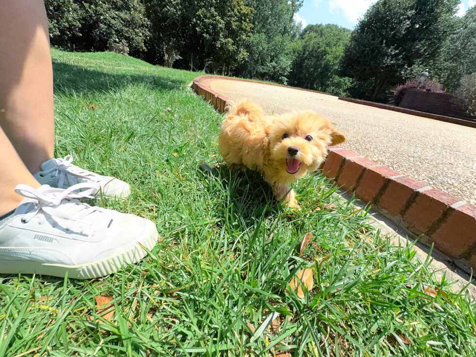 Cute Maltipoo Baby