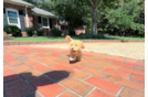 Maltipoo Puppy for Adoption