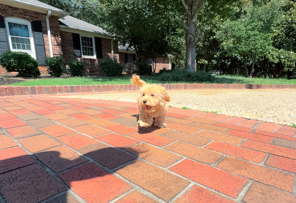 Maltipoo Puppy for Adoption