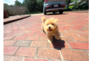 Cute Maltipoo Poodle Mix Pup