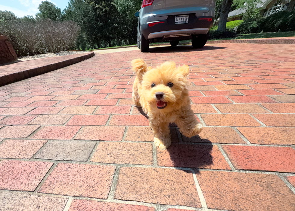 Cute Maltipoo Poodle Mix Pup