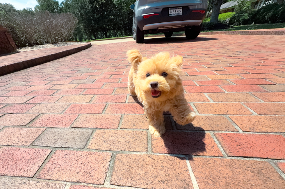 11 week old Maltipoo Puppy For Sale - Simply Southern Pups